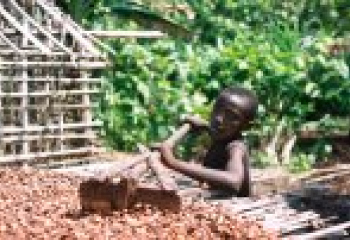 Производители шоколада за решение ЕС о запрете использования детской рабочей силы