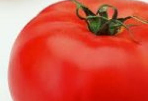 В Украине ожидается рекордное снижение производства тепличных томатов
