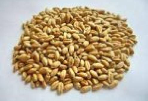 Мировое производство пшеницы повысится за счет Казахстана, Индии и Австралии