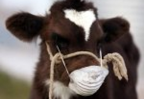 РФ запрещает ввоз живого скота из Евросоюза