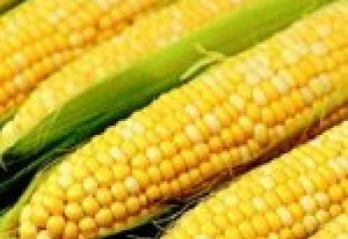 Прогноз мирового производства кукурузы