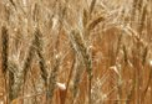 Новый сорт пшеницы спасет мир от голода