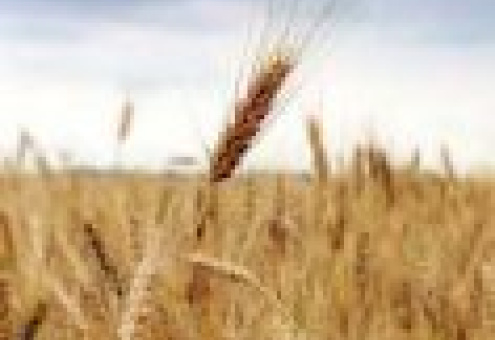 Японию интересует украинское зерно