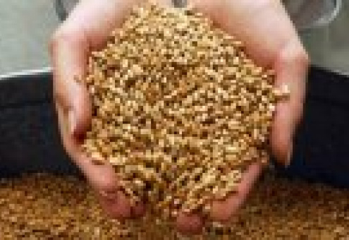 Российская пшеница будет завоевывать бразильский рынок