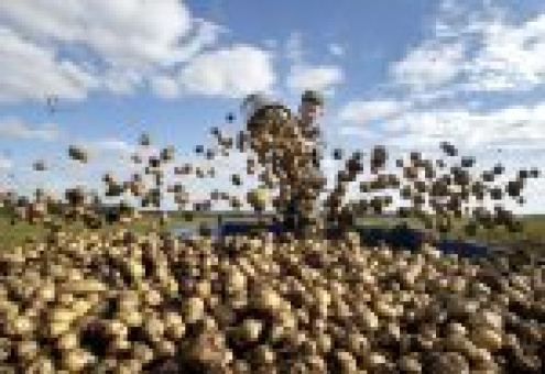 Татарстан займется глубокой переработкой картофеля