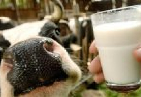 700 швейцарских предприятий хотят поставлять в ТС молоко и мясо