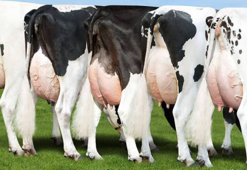 Задача на ближайшие годы — 7 тыс. литров молока от коровы в год