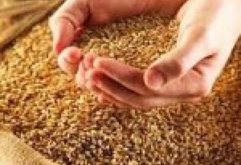 Индия планирует экспортировать 2 млн. тонн пшеницы