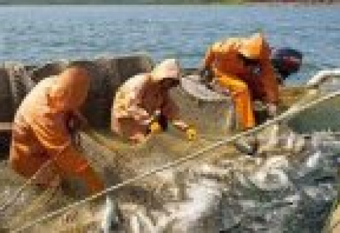 На Камчатке уже добыто почти 14 тыс. тонн лосося