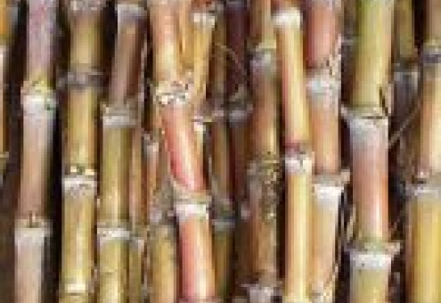 Бразилия: Оценка урожая сахарного тростника снижена