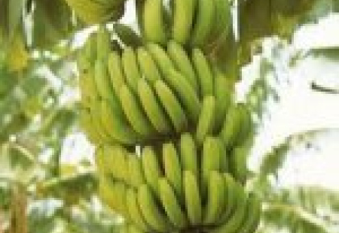 Эквадор: Банановый сектор снова в опасности