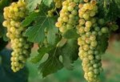 Урожай винограда в Молдове этом году сократится на 10%