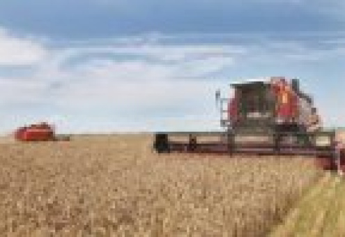 Казахстан соберет 15 миллионов тонн зерна