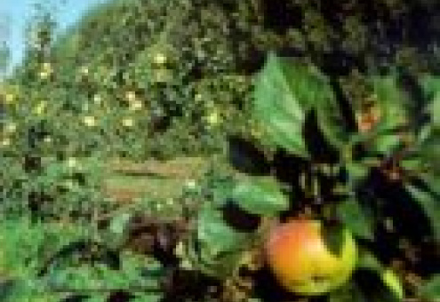 НАН Беларуси создает плодоводческие комплексы в четырех регионах страны