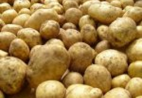 В Гомельской области приступили к уборке картофеля