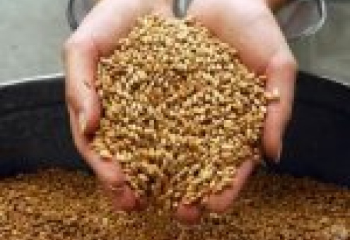 Валовой сбор зерна в Беларуси составил 9 млн.т