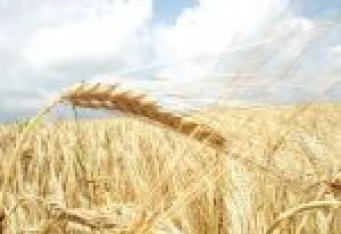Производство зерна в России к 2020г. вырастет до 120-125 млн. т в год