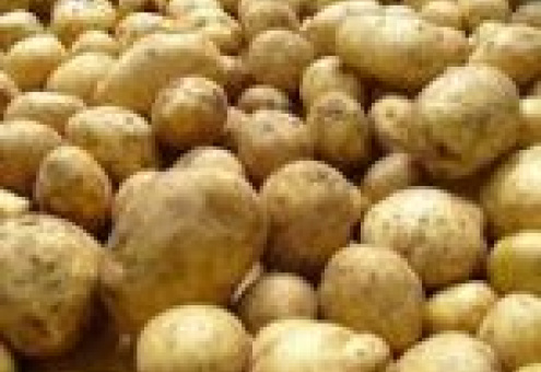 В Беларуси собрали 577 тыс. тонн картофеля