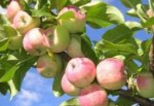Перерабатывающие предприятия готовы к небывалому урожаю яблок