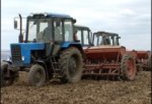Три области Беларуси завершили сев озимых зерновых