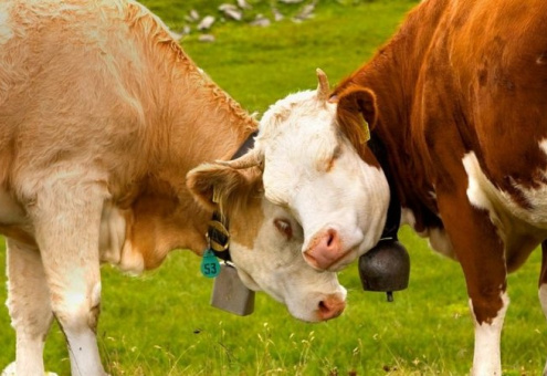 Сайт знакомств для коров в Британии начнет работу 14 февраля