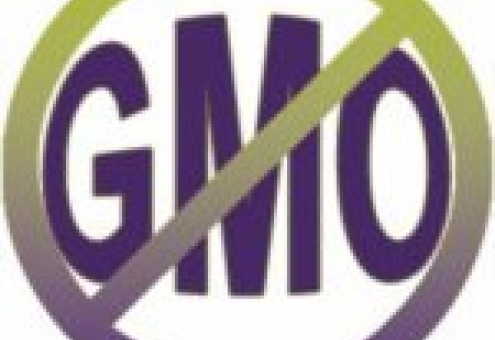 Индия протестует против ГМО
