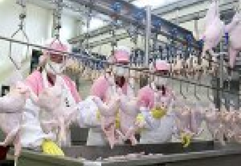 Беларусь ввела временное ограничение на ввоз мяса птицы из Израиля