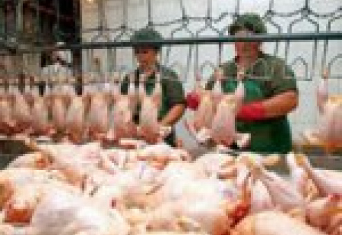В Украине растет производство курятины