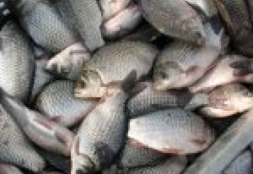 Минвостокразвития России выступает за законодательное ограничение экспорта рыбной продукции
