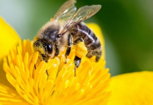 Hello Honey: минчанам предлагают «удочерить» пчелу