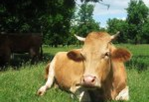 Эксперты ЕС изучают возможность стандартизации белорусских мясо-молочных продуктов по европейским нормам
