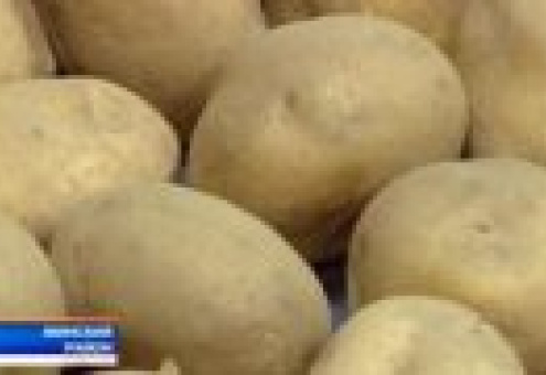 Белорусский картофель впервые будут выращивать в Казахстане