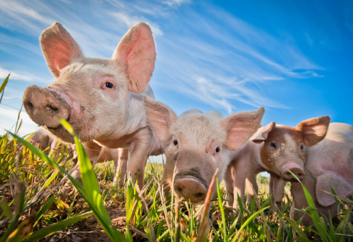 Свинина — драйвер мясного рынка России
