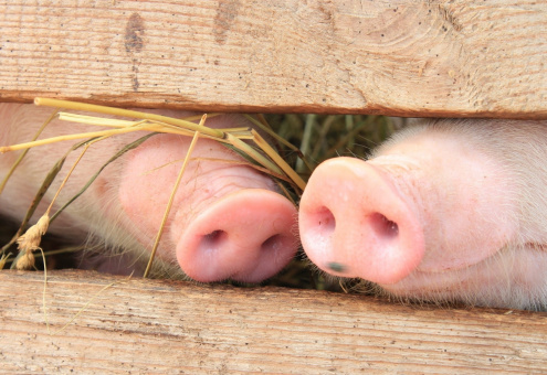 Беларусь запретила ввоз свинины из Черновицкой области Украины и Липецкой области РФ из-за АЧС