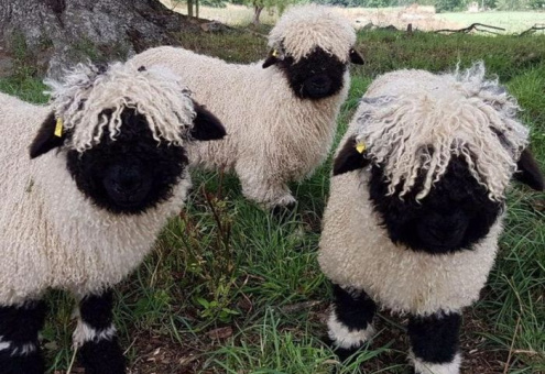 Новозеландские фермеры много лет шли к мечте о «милых овечках»