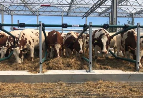 32 коровы прибыли на первую в мире плавучую молочную ферму