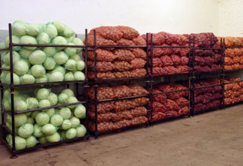 Собрать и сохранить: плодоовощные базы Беларуси заготавливают овощи и фрукты