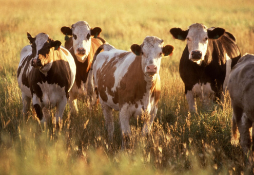 Поголовье специализированного мясного скота в России увеличилось на 8% в 2015 году