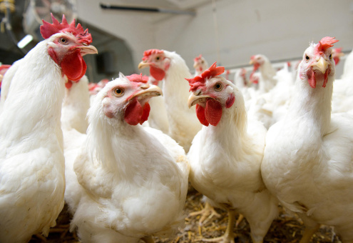 ФАО: низкие цены стимулируют мировой спрос на мясо птицы
