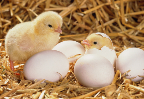 В Японии вывели кур, яйца которых безопасны для аллергиков