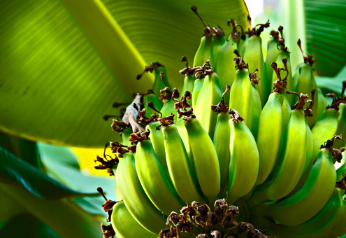 Американские ученые нашли способ предотвратить массовое исчезновение бананов