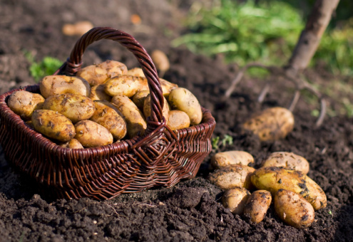 Богатый урожай картофеля в Беларуси сработал на удешевление