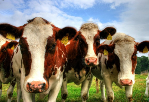 В России разработан проект программы развития племенного молочного скотоводства 
