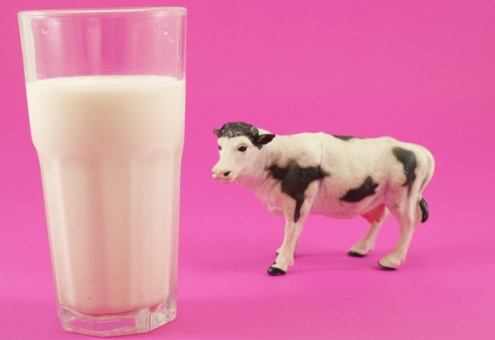 В Израиле нашли способ улучшить качество молока без применения антибиотиков