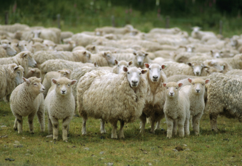 Фермеры Латвии заинтересованы в овцеводстве