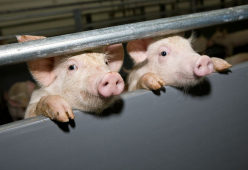 К 2020 году до 60 % белорусской свинины будет производиться на новых комплексах