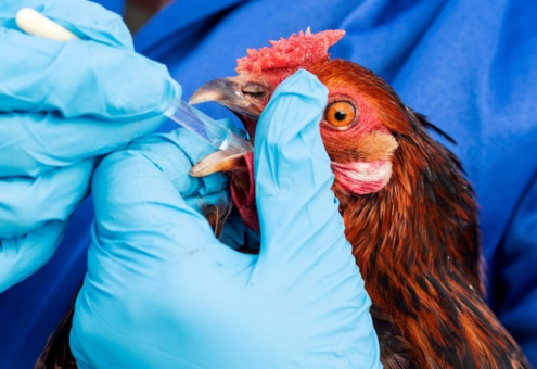 В Нидерландах успешно испытали вакцины против птичьего гриппа