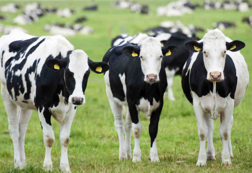 В 2015 году молочная продуктивность коров в России увеличилась на 6,9%