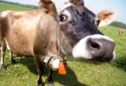 В Австрии будет кодекс поведения туристов при встрече с коровами