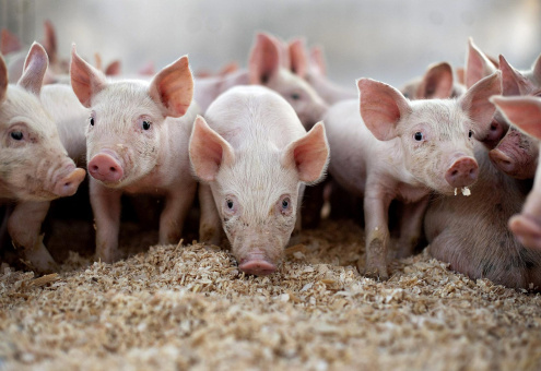 Минсельхоз России: за январь-март 2016 года производство свиней увеличилось на 10,2 %